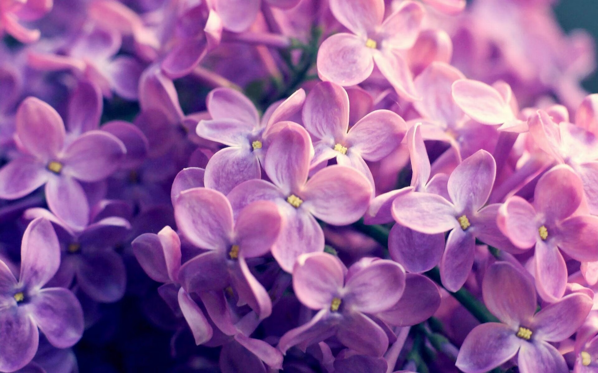 皇家社会中路传导提升渗透深度，皇家社会怎么样