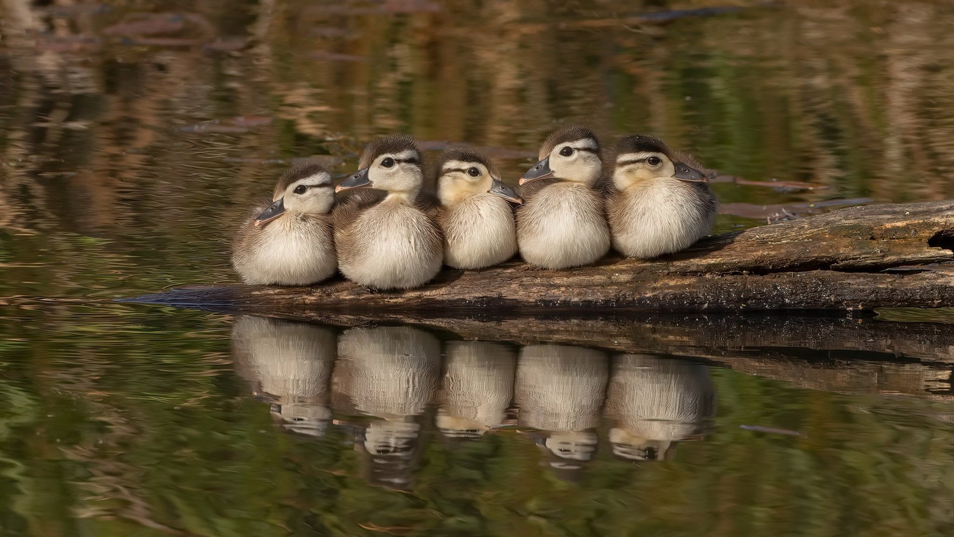 爱游戏综合娱乐-自由泳200米中段控速数据揭秘，200米自由泳速度