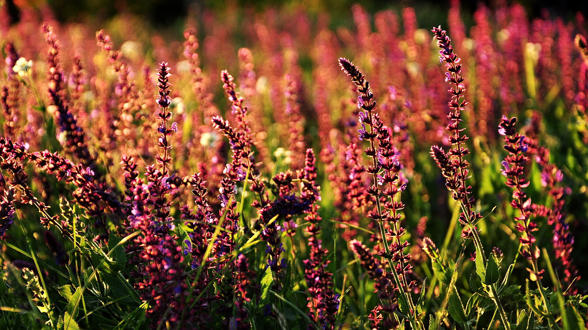 爱游戏体育app-中国足球国家队技术动作规范训练扎实开展，中国足球国家队技术动作规范训练扎实开展