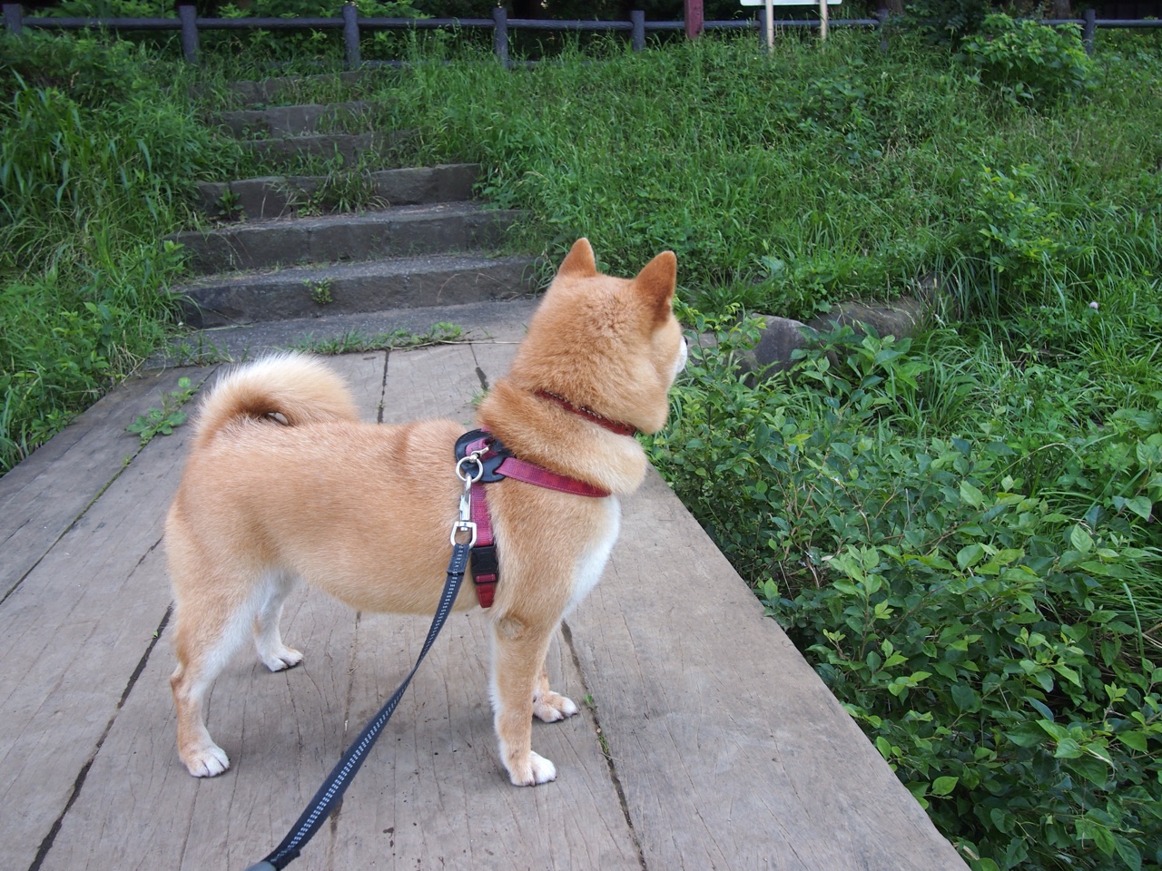 AYX体育官网-欧洲杯战术大革新：变化多端，令人期待！，欧洲杯战状