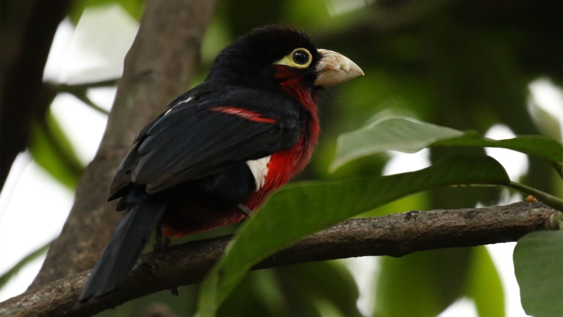 AYX GAMING-西甲决战时刻：明星日韩显神威！，西甲经典比赛